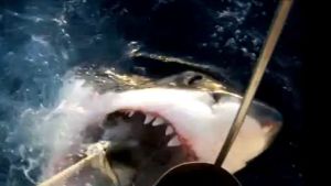 VIDEO: Great white encounter off Bondi